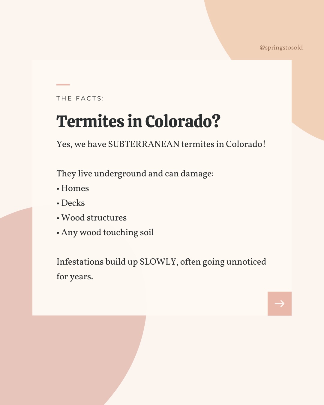 Think Colorado Springs doesn’t have termites?, photo 2
